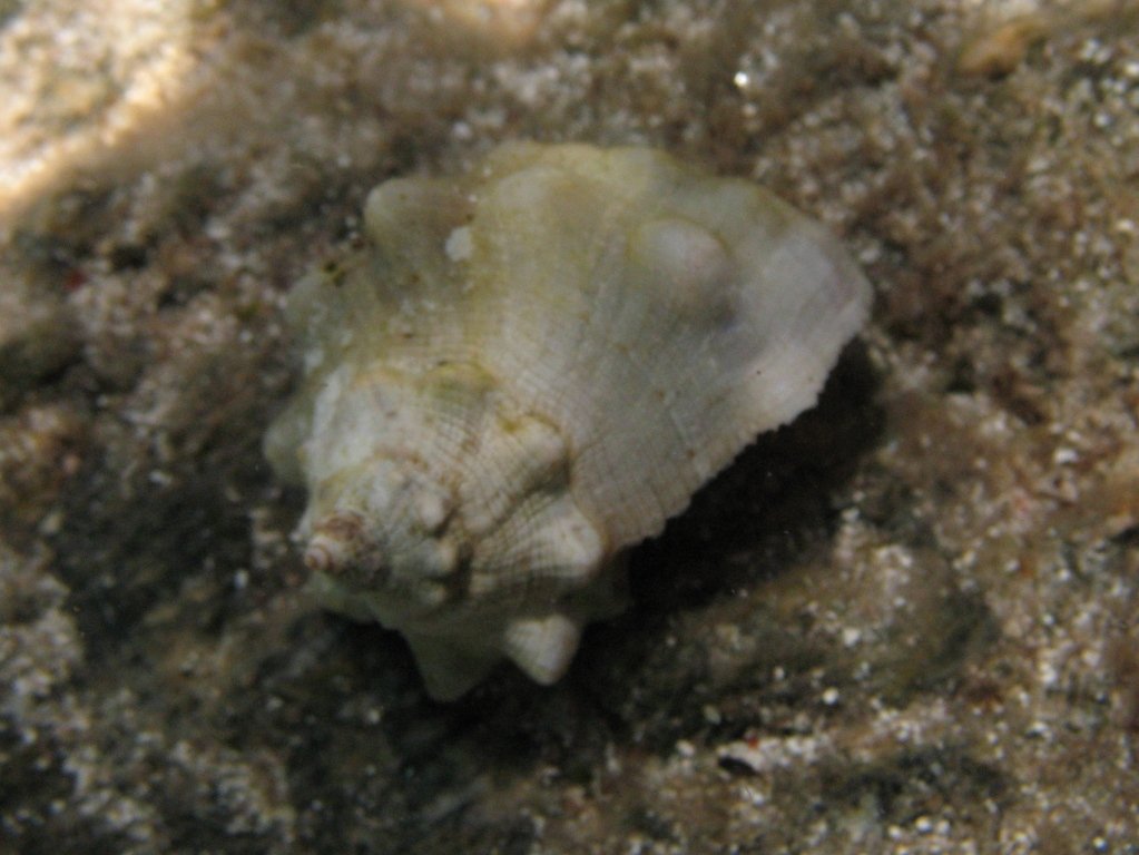 Stramonita haemastoma f. consul